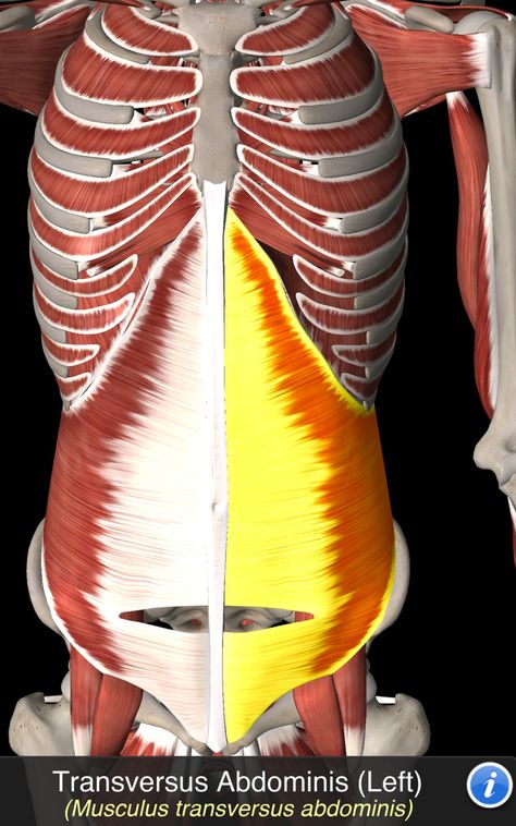 Musculus Transversus Abdominis Transversus Abdominis, Healing Diastasis Recti, Human Muscle Anatomy, Muscle Anatomy, Diastasis Recti, Abdominal Muscles, Anatomy And Physiology, Physical Therapy, Anatomy