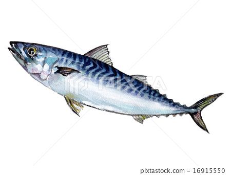 mackerel, fishes, fish 16915550 Mackerel Illustration, Fish Image, Mackerel Fish, Koi Fish Drawing, Sea Artwork, 심플한 그림, Painting Fish, Drawn Fish, Fish Artwork