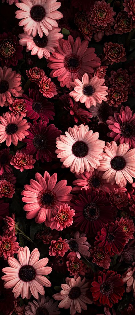 Best Iphone Lock Screen Wallpaper, Chrysanthemum Wallpaper Aesthetic, Romantic Phone Wallpaper, Aesthetic Wallpaper Lock And Home Screen, Hd Lockscreen Aesthetic, Lockscreen Aesthetic Iphone Wallpapers Dark, Apple Aesthetic Wallpaper, Dahlia Flower Aesthetic, Iphone 16 Pro Max Wallpaper