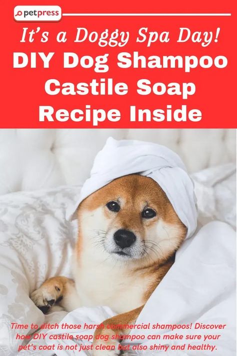 Looking for a natural, wallet-friendly solution for your dog's bath time? 🛁 Discover our DIY dog shampoo recipe using castile soap. It’s easy to make, gentle on your pet's skin, and cost-effective! Ditch the store-bought dog shampoos laden with harsh chemicals and give your pet the pampering they deserve with this simple DIY solution. It's perfect for all breeds and sizes. 🐾 #DIYDogCare #CastileSoapDogShampoo #NaturalPetCare Dog Shampoo Homemade, Flea Shampoo For Dogs, Dog Shampoo Recipe, Castile Soap Recipes, Diy Hair Conditioner, Diy Dog Shampoo, Homemade Dog Shampoo, Diy Conditioner, Natural Dog Shampoo