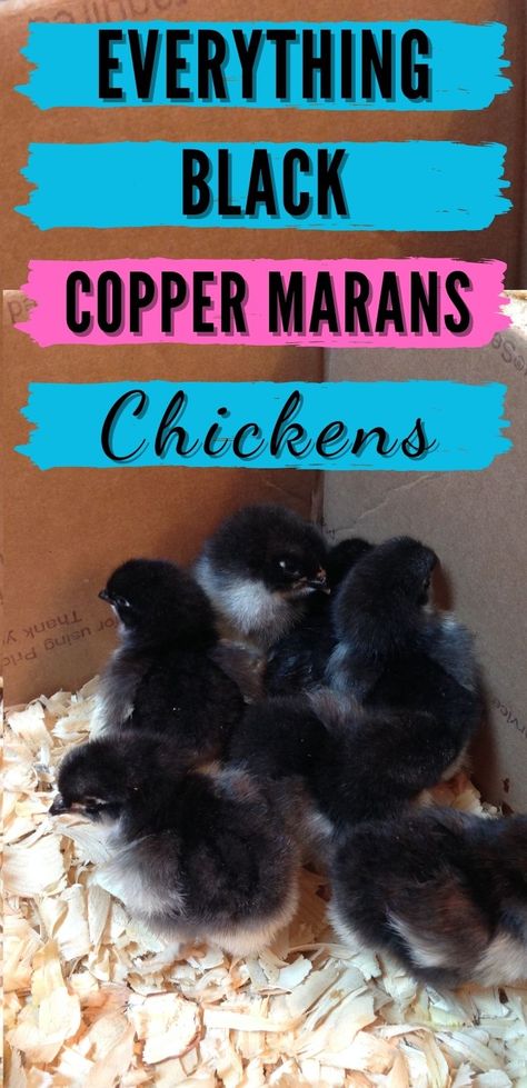 Copper Maran, Maran Chickens, Chicken Coop Building Plans, Black Copper Marans, Hatching Chickens, Day Old Chicks, Black Chicks, Fancy Chickens, Black Chickens