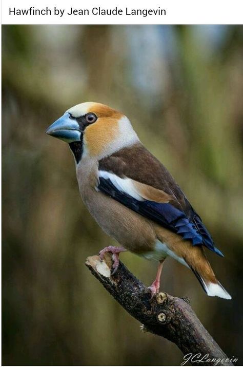 Hawfinch, Bird Identification, Most Beautiful Birds, Finches, Wild Creatures, Sparrows, Nature Birds, Exotic Birds, Birdwatching