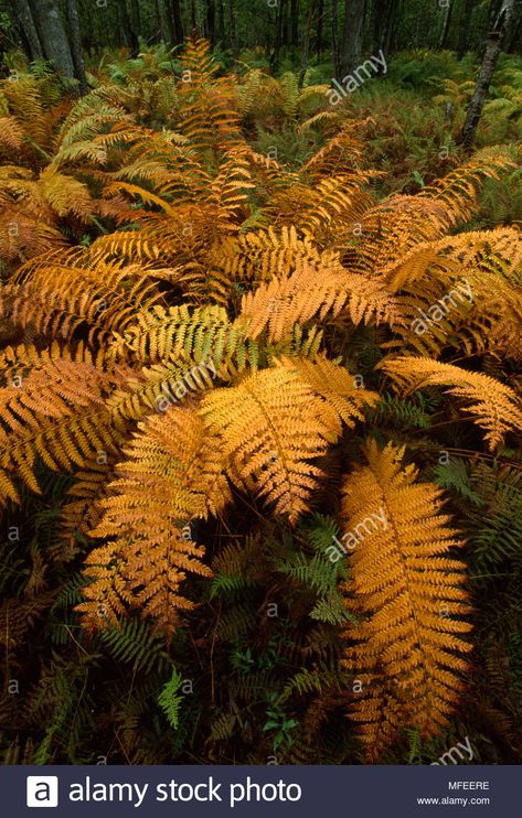 CINNAMON FERN in autumn colours Osmunda cinnamomea Maine, USA. OctoberStock Photo Cinnamon Fern, Enchanted Halloween, Autumn Fern, Halloween Lantern, Halloween Lanterns, Maine Usa, Autumn Colours, Graduation Ideas, Wild Birds