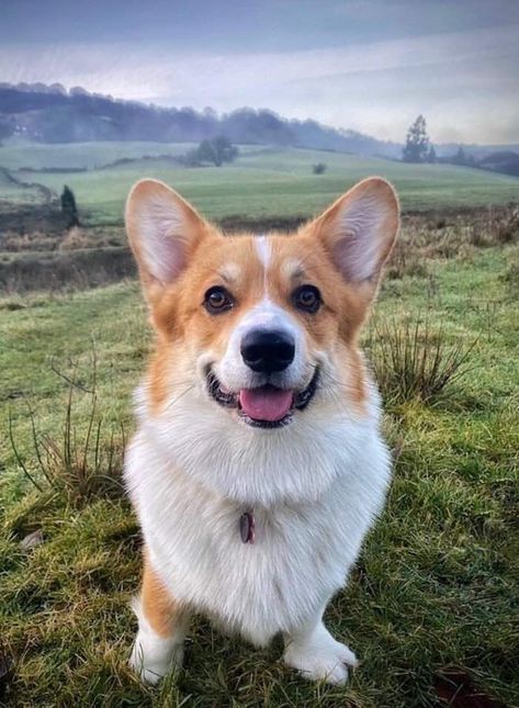 Dog Owner Shocked to Discover Her Pet is the Brother of One of The Queen's Corgis - Good News Network Queen's Corgis, Corgi Dogs, Animals Dog, Corgi Puppy, Corgi Dog, Dog Chews, Dog Owner, Animal Love, Dog Names