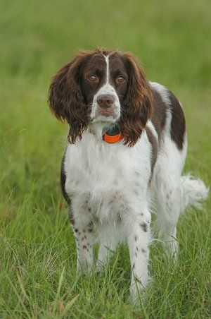 French Brittany Spaniel, French Spaniel, Dog Communication, Springer Spaniel Puppies, Spaniel Breeds, Spaniel Art, Disabled Dog, Springer Spaniels, Brittany Spaniel