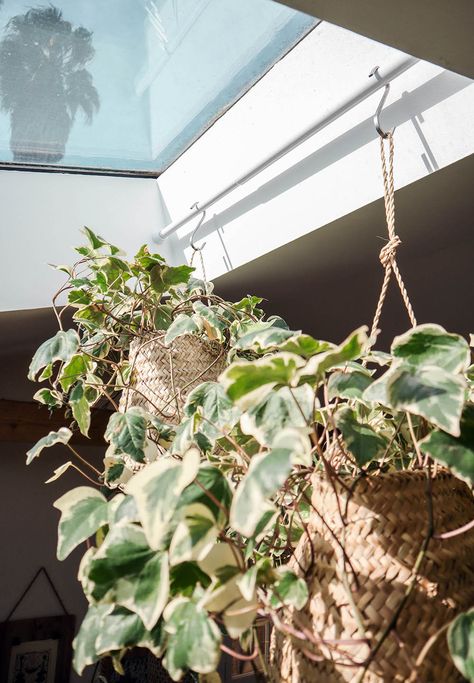 Hanging Plants From Skylights, Skylight Garden Indoor, Sky Light Plants, Skylight Hanging Plants, Hanging Plants In Skylight, Skylight With Plants, Skylight Plant Ideas, Bathroom Skylight Plants, Skylight Decoration Ideas