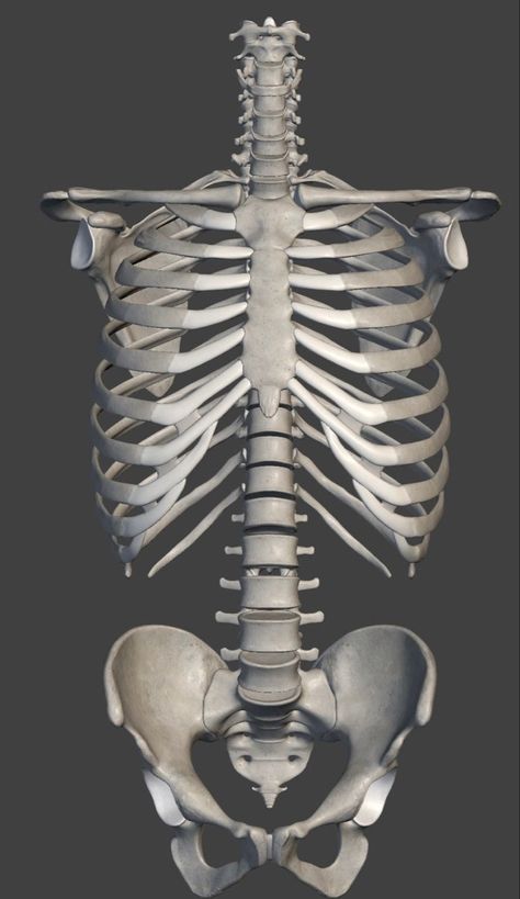 Skeleton Torso Reference, Skeletal Art, Human Skeleton Anatomy, Human Anatomy Reference, Skull Anatomy, Anatomy Bones, Skeleton Anatomy, Skeleton Drawings, Human Bones