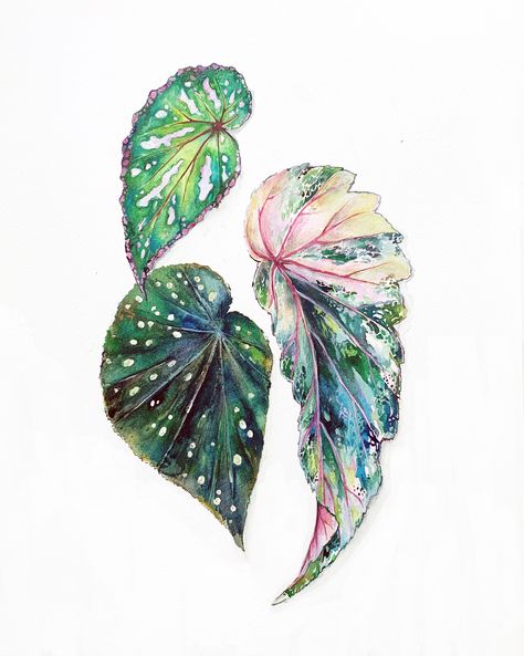 #begonia #plant #art #botanical #botanicalillustration #nature #watercolour #watercolor #art #watercolourist #plantsofinstagram Begonia Painting, Begonia Watercolor, Begonia Plant, Colour Art, Watercolor Pictures, Watercolor Plants, Plant Art, Water Colour, Botanical Illustration