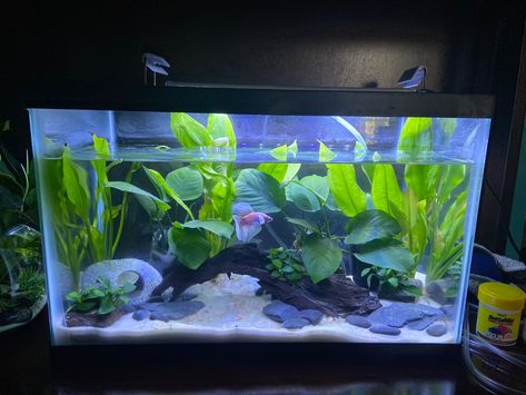 Betta Fish Videos, 3 Gallon Fish Tank Ideas, Betta Sorority Tanks, 10 Gallon Fish Tank Ideas, Sand Fish Tank, 3 Gallon Fish Tank, Fish Tank Aesthetic, Betta Fish Tank Ideas, Planted Betta Tank