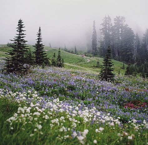 Mt Ranier the wildflower tapestry  Danielle Hughson 숲 사진, Beautiful Scenes, Howls Moving Castle, Nature Aesthetic, Pretty Places, Green Aesthetic, In The Mountains, Mother Earth, Beautiful World