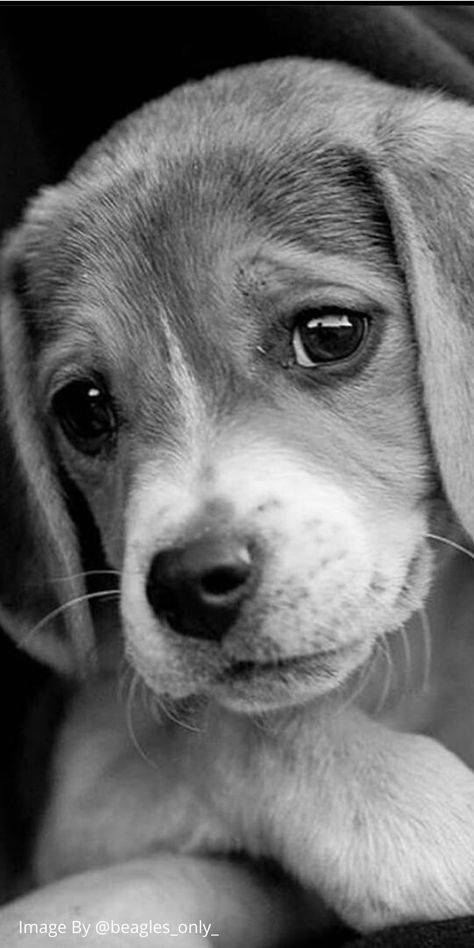 Adding any pooch to your family is definitely a reason for discussion. Generally speaking, Beagles do make incredible family pooches and they are extraordinary with huge gatherings of individuals. #beaglepuppies #cutebeagles #cutebeaglepuppies #funnybeagles #beaglepuppiescutest Black And White Animal Photography, Dog Black And White, Black And White Animals, Dogs Photography, Labrador Noir, Best Dog Photos, Beagle Puppies, Street Dogs, Cute Beagles