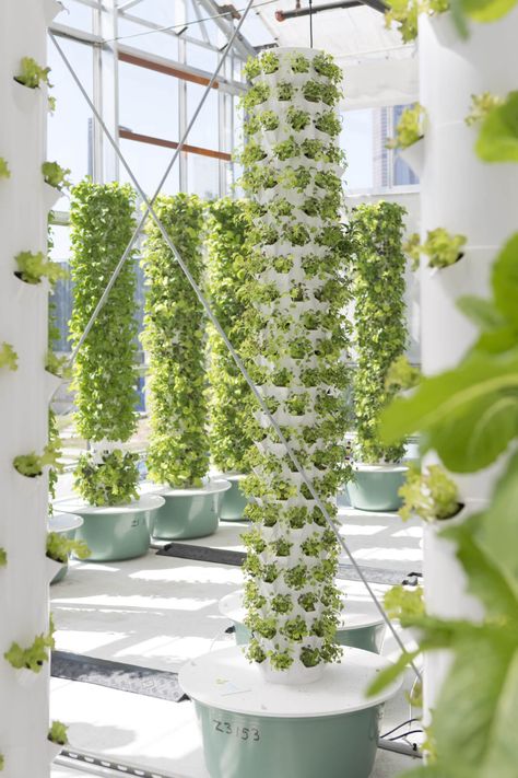 Real World Problems, Women Farmers, Hydroponic Gardening System, Vertical Garden Plants, Indoor Farming, Modern Agriculture, Hydroponic Farming, Vertical Garden Design, Vertical Garden Wall