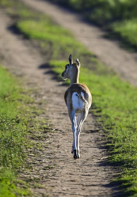 Female Blackbuck Antelope in Pampas plain environment, La Pampa royalty free stock image Blackbuck Antelope, Pin Image, Stock Images Free, Photo Image, Royalty, Royalty Free, Stock Photos, Argentina