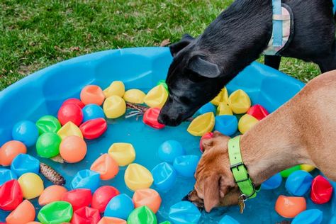 Non-Food Related Enrichment For Dogs (Part 1): Includes Videos, Tips, and DIY Options Diy Treat Toys For Dogs, Diy Obstacle Course For Dogs, Husky Enrichment, Enrichment Activities For Dogs, Stimulating Dog Activities, Diy Dog Puzzles Enrichment Activities, Puppy Enrichment Ideas, Dog Busy Toys, Dog Sensory