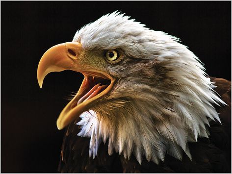 Pictures Of Bald Eagles, Animal Wallpaper Aesthetic, Angry Eagle, Bald Eagle Pictures, Eagle Face, Tattoo Animal, Eagle Drawing, Eagle Images, Eagle Painting