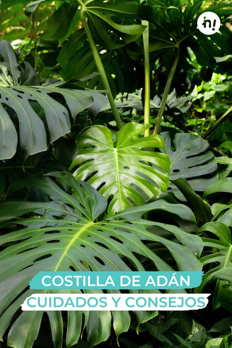 Costilla de Adán: cuidados y consejos básicos Planta Monstera, Monstera Deliciosa, Green Life, Plant Care, Borders, Cactus, Exterior, Plants, Green