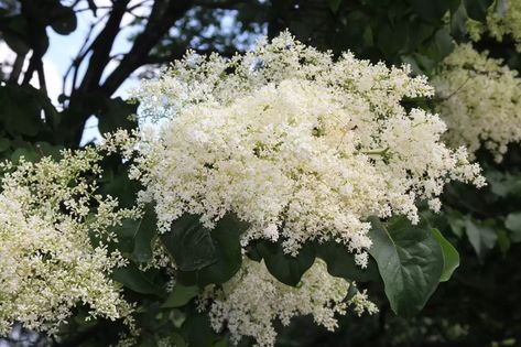 Japanese Lilac Tree, Japanese Lilac, Lilac Plant, Fringe Tree, June Flower, Late Summer Flowers, Small Yellow Flowers, Syringa Vulgaris, Plant Breeding