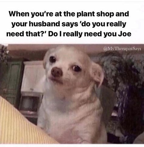 Plant Jokes, Gardening Memes, Lol So True, Humor Memes, Plant Mom, Know Your Meme, Funny Animal Pictures, Animal Memes, Videos Funny