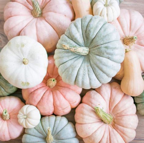 Fall Wallpaper Ideas, Pastel Mini, Cute Pumpkins, Pumpkin Wallpaper, Pink Fall, Cute Fall Wallpaper, Iphone Wallpaper Fall, Happy October, Fall Background