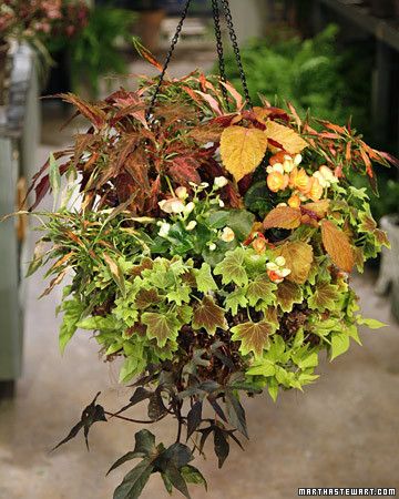 Fall Hanging Baskets, Winter Hanging Baskets, Hanging Plants Diy, Gardening Projects, Short Plants, Fall Planters, Flowers Beautiful, Store Ideas, Colorful Plants