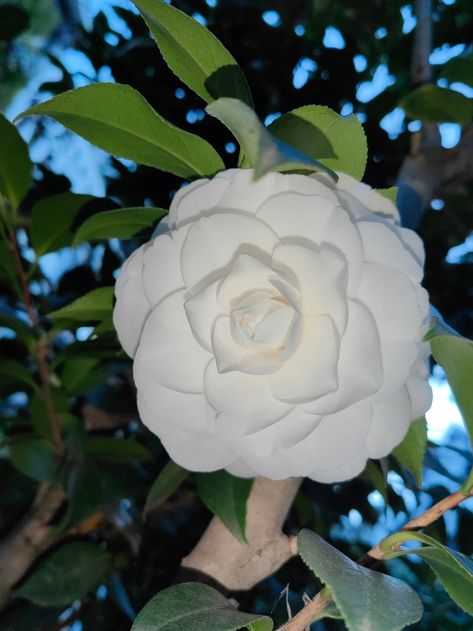 Share beautiful flowers with you! 💖💖 The flower language of white camellia is innocence. 🌼🌼 Camellia Flower Wallpaper, White Camellia Flower, Flower Language, White Camellia, Printed Circuit, Printed Circuit Board, Camellia Flower, Circuit Board, Flower Wallpaper