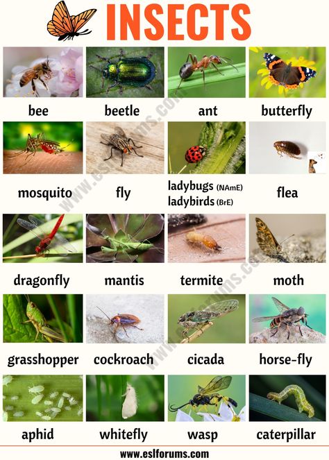 Parts Of A Cow, Z Worksheet, Animals Name With Picture, List Of Insects, Animals Name List, Wild Animals List, Caterpillar Insect, Vegetable Chart, Insects Names