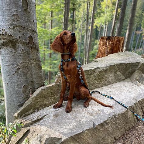 14 Things That Make Your Irish Setter Happy - Page 4 of 5 - The Dogman Good Family Dogs, Irish Setter Dogs, Best Dogs For Families, Good Family, Irish Setter, Red Coat, Tennis Ball, Family Dogs, The Grace