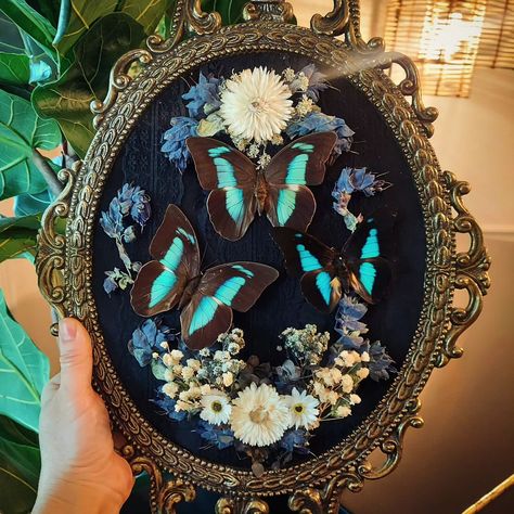 I've been making so many moth pieces lately, I figured it was time for a butterfly one 🦋 I really love the colors on these Prepona demophon butterflies 💙🖤💙 . . . . . . . #butterflies #butterflyart #insectartist #insects #insectart #vintagedecor #vintage #nature #natureartist #flowerart #cottagecore #darkacademia #whimsigoth #witchystyle #witchvibes #art #handmadeart #victorianstyle Butterfly Specimen Display Diy, Dragonfly Taxidermy, Butterfly Taxidermy Art, Pretty Insects, 2025 Art, Butterfly Display, Taxidermy Display, Butterfly Taxidermy, Taxidermy Art