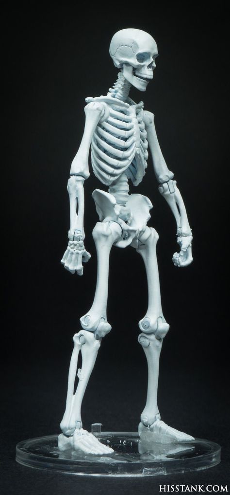 Posing Skeletons, Skeleton Standing, Gunther Von Hagens, Skeleton Photo, Human Skeleton Anatomy, Skeleton Figure, Skeleton Anatomy, New Halloween Costumes, Skeleton Model