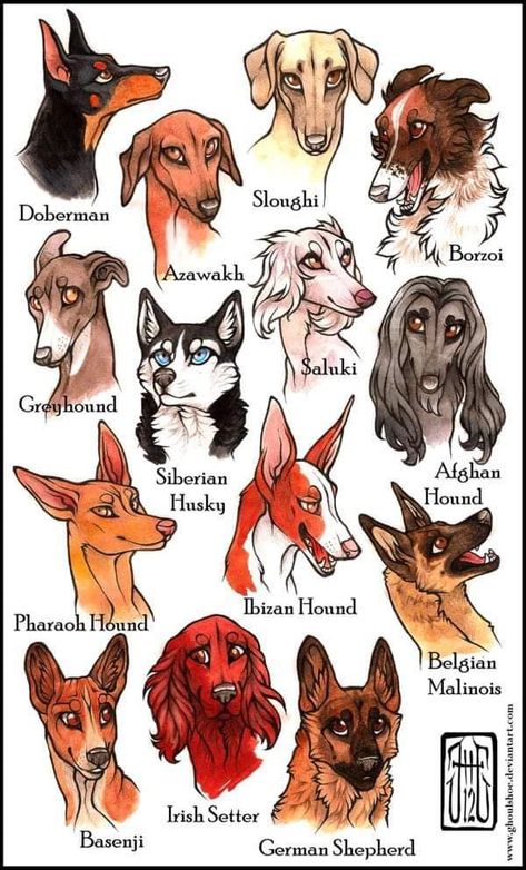 Dog Design Art, Dog Breed Art, Canine Drawing, Rare Dogs, Dog Breeds List, Shepherd Dog Breeds, Canine Art, Types Of Dogs, Anime Animals