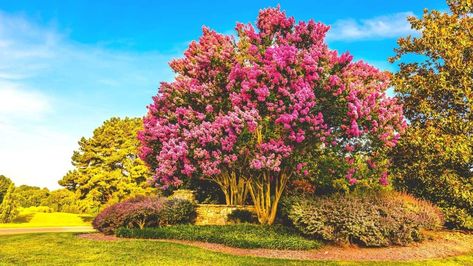 What To Plant Under Crepe Myrtle, Crepe Myrtle Landscaping, Pink Crepe Myrtle, Rose Of Sharon Bush, Myrtle Flower, Crepe Myrtles, Crepe Myrtle Trees, Drought Tolerant Trees, Colorful Shrubs