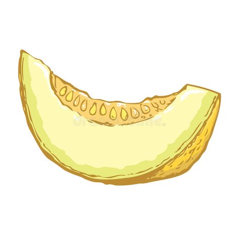 Melon. Vector drawing vector illustration Melon Tattoo, Melon Drawing, Melon Illustration, Drawing A Picture, Melon Soup, Animal Eating, Melon Seeds, Head Drawing, Flower Graphic Design