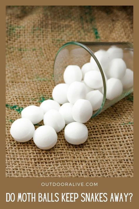 Snake Repellant, Moth Balls, Garden Snakes, Backyard Animals, Backyard Activities, Natural Repellent, Ceramic Fiber, Chicken Coop, Snakes