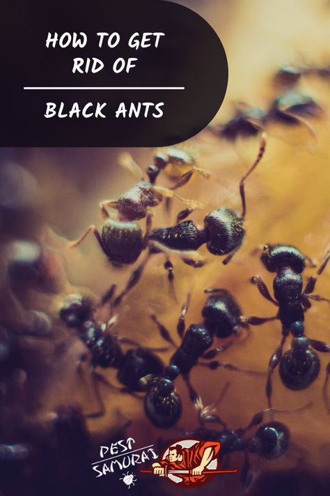 Do you have a problem with black ants in your house? Don’t worry, we can help you to get rid of black ants. First, read what are black ants, types of black ants and the difference between large black ants and tiny black ants. Then find out our instructions on how to get rid of black ants in house or some specific places. Also, learn how to get rid of black ants natural way and what are home remedies to get rid of black ants. Read more about black ants bites and how to prevent black ants. #ants How To Get Rid Of Black Ants In House, How To Get Rid Of Black Ants, Ant Remedies, Ant Killer Recipe, Repellent Diy, Sugar Ants, Big Ant, Ant Bites, Tiny Ants