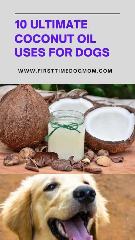 10 Ultimate Coconut Oil Uses For Dogs - First image of coconut and a jar of coconut oil, second image is a Golden Retriever puppy. Superfood Benefits, Superfoods Benefits, Coconut Oil For Dogs, Health Plus, Coconut Oil Uses, Healthy Pets, Oil Uses, Itchy Skin, Hot Spots