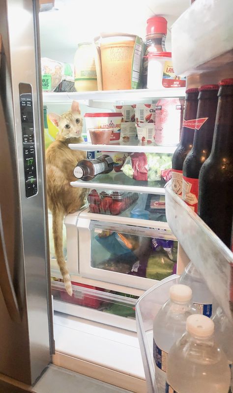 Left the refrigerator door open while starting breakfast... Open Refrigerator, Fridge Door, Door Open, Feline Animals, Belly Workout, Flat Belly Workout, Door Opener, Pets Funny, Cats Cute