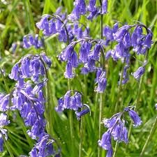 English Bluebells, November Flower, Tree Borders, April Flowers, Traditional Cottage, Organic Mulch, Patio Pots, Spring Flowering Bulbs, Water Features In The Garden