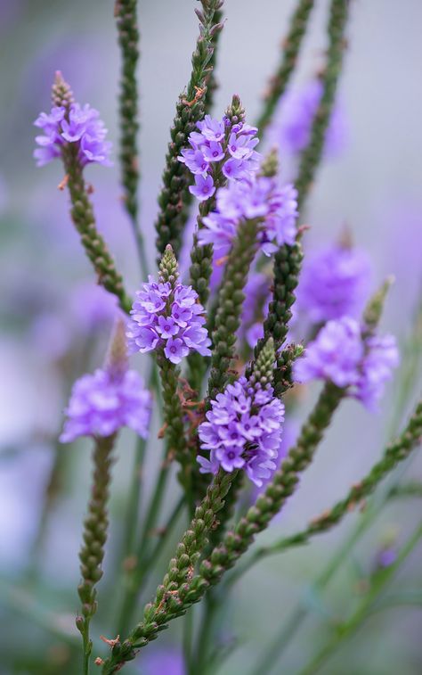 Verbena Hastata, Blue Vervain, Bach Flowers, Flower Remedies, Bach Flower Remedies, Chicago Botanic Garden, Flower Remedy, Blue Garden, Language Of Flowers