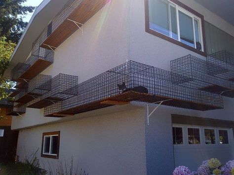 Pasarela Para Gatos Alrededor de la Casa Outdoor Cat Run, Katt Diy, Cat Jungle, Katt Grejer, Crazy Cat People, Cat Patio, Diy Cat Tree, Outdoor Cat Enclosure, Cat Run