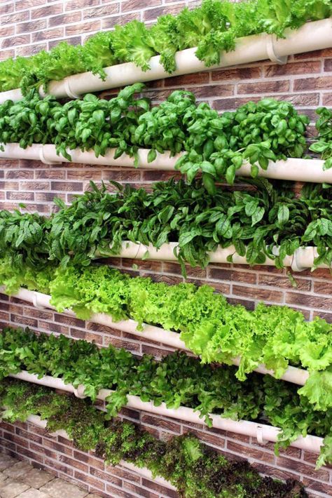 Vertical Vegetable Gardens, Gutter Garden, Vertical Garden Design, Vertical Vegetable Garden, Herb Garden Design, Vertical Herb Garden, Vertical Garden Diy, Recycled Garden, Walled Garden