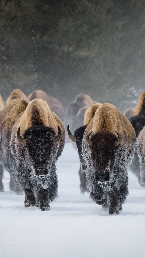 Bison Wallpaper, Yellowstone Winter, Brown Horse, The Grand Canyon, Winter Scene, Yellowstone National, Yellowstone National Park, Better Life Quotes, Winter Scenes