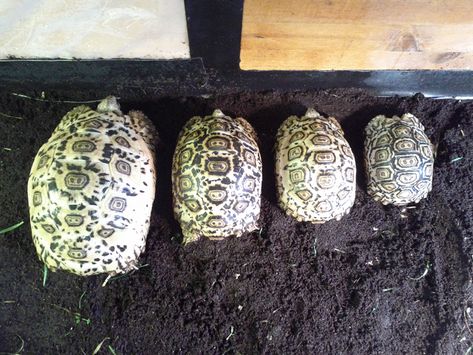 Leopard Tortoise Growth Rates - Leopard Tortoises Tortoise Aquarium, Veiled Chameleon, Tortoise Food, Tortoise House, Tortoise Enclosure, Leopard Tortoise, Pill Bug, Tortoise Care, African Leopard