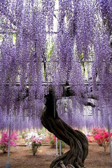 Purple willow tree Wisteria Tree, Have Inspiration, Beautiful Trees, Willow Tree, In Full Bloom, Flowering Trees, Beautiful Tree, Amazing Photos, Wisteria