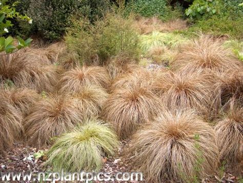 Carex comans 'Bronze Form' Carex Comans Bronze, Carex Comans, Planting Palette, Aqua Garden, Plant Types, Types Of Grass, Weird Plants, San Gabriel, Beach Bungalows