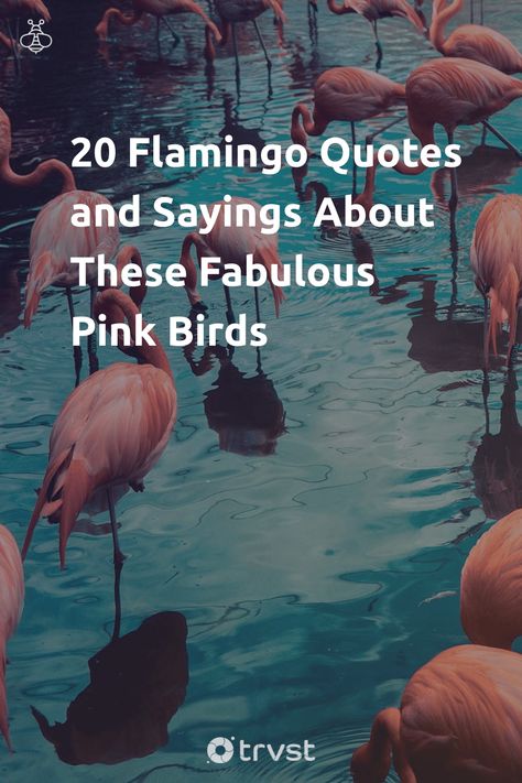 "20 Flamingo Quotes and Sayings About These Fabulous Pink Birds"- Due to the flamingo's striking pink feathers and behavior, people made them symbols of beauty, balance, and bravado. Furthermore, since they are located in lakes and estuaries, most famously in the Caribbean Islands, we associate them with tropical vibes and summer parties. Our curated flamingo quotes... #trvst #quotes #biodiversity #caribbean #beauty #birds #balance #feathers #people #bird #nature #biology #planetearthfirst Flamingo Sayings Quotes, Funny Flamingo Sayings, Flamingo Quotes Inspiration, Flamingo Meaning, Flamingo Sayings, Flamingo Quotes, Flamingo Facts, Feather Quotes, Flamingos Quote