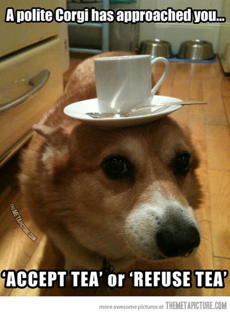 Dog can balance a tea cup on his head can anyone else do this? Funny Dog Memes, Funny Animal Pictures, Dog Memes, Animal Memes, Tumblr Funny, Funny Cute, Tea Cup, Animals And Pets, Funny Dogs