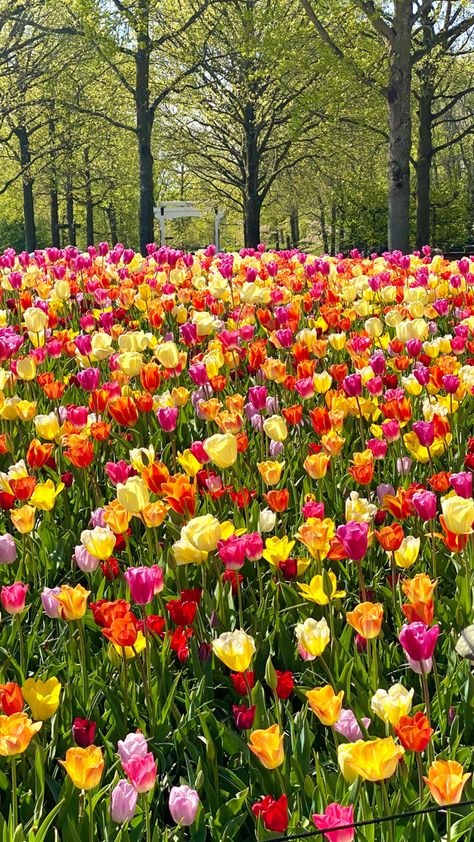 Keukenhof garden in Netherland! Tulips Color, Princess Garden, Tulip Colors, Cute Flower Wallpapers, Different Flowers, Flowering Trees, Flowers Nature, Good Morning Images, Flower Wallpaper