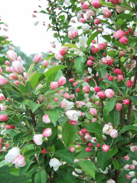 Crab apple Ornamental Trees Landscaping, Apple Crab, Free Trees, Small Ornamental Trees, Fruit Trees Backyard, Crab Apples, Landscaping Trees, Japanese Tree, Midwest Living