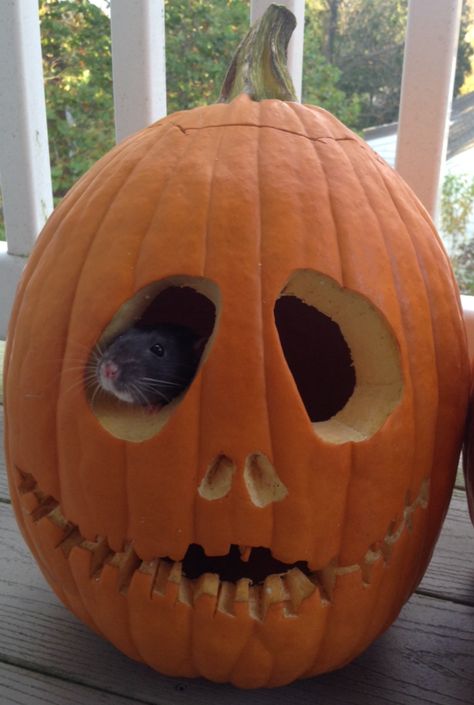 Halloween Ii, Bow Wow, Cute Mouse, Rodents, Rats, Cute Halloween, Pumpkin Carving, Fall Halloween, Pet Birds