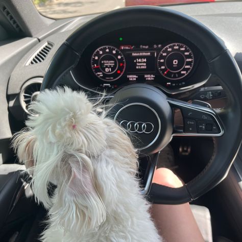 Audi Mom Aesthetic, Audi Aesthetic, Tumblr Inspiration, Dog Aesthetic, Life Board, Maltese Dogs, Audi Tt, Future Car, Maltese